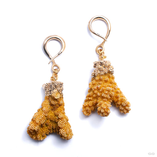 Crossovers with Yellow Coral from Oracle