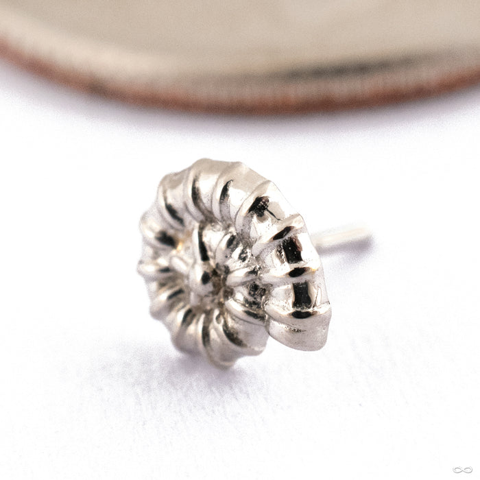 Ammonite Press-fit End in 14k White Gold from Oracle