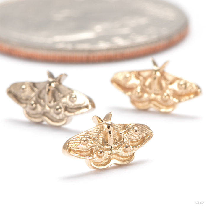 Empress Press-fit End in Gold from Regalia group