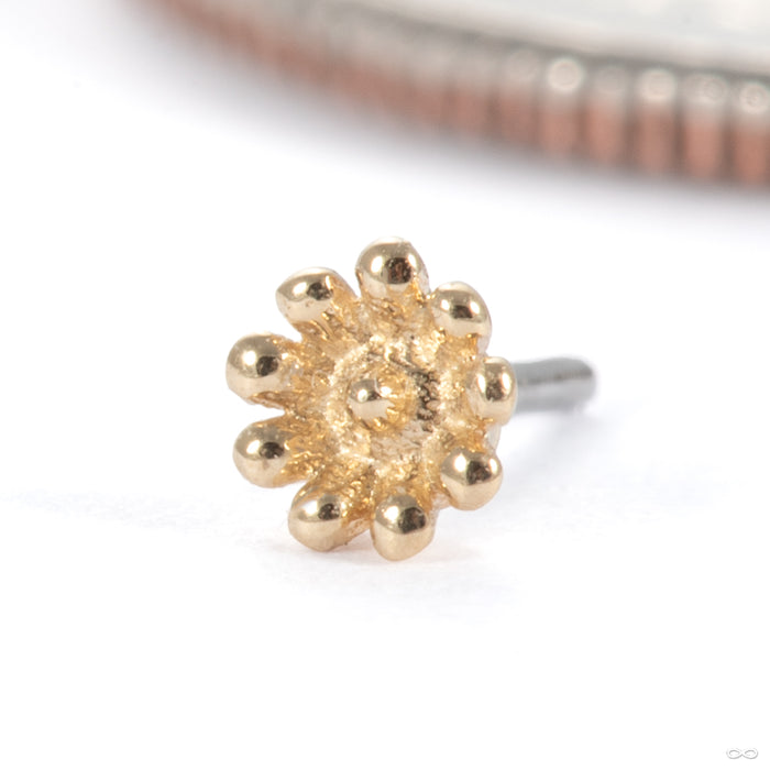 Flutter Press-fit End in 14k Yellow Gold from Tawapa