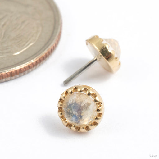 Georgina Press-Fit End in Gold from Tawapa in yellow gold with moonstone