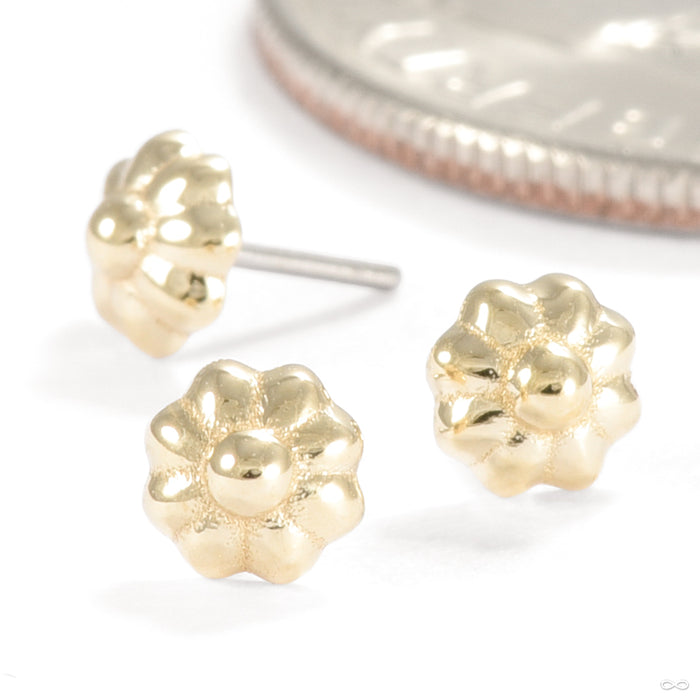 Kethona Press-fit End in Gold from Seasons Handmade in a group