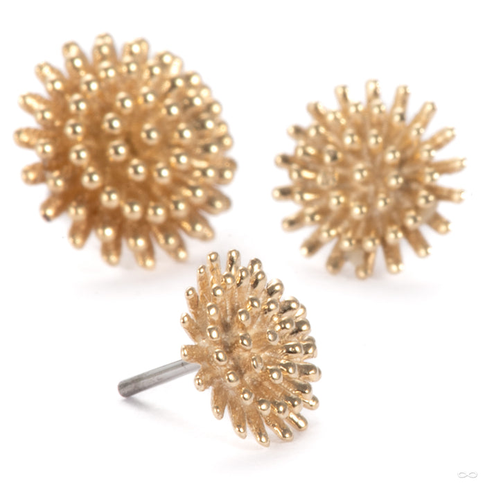 Pincushion Press-fit End in Gold from Tawapa group