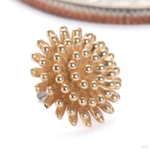Pincushion Press-fit End in 14k Yellow Gold Large from Tawapa