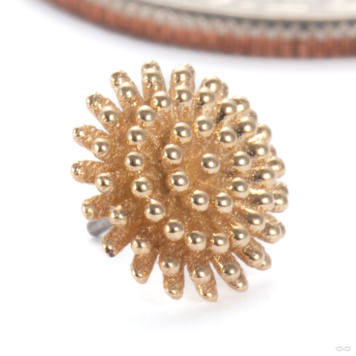 Pincushion Press-fit End in 14k Yellow Gold Large from Tawapa