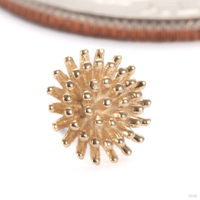 Pincushion Press-fit End in 14k Yellow Gold Small from Tawapa