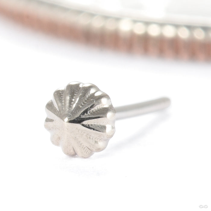 Rivers Kiss Press-fit End in Gold from Regalia in white gold tiny tiny
