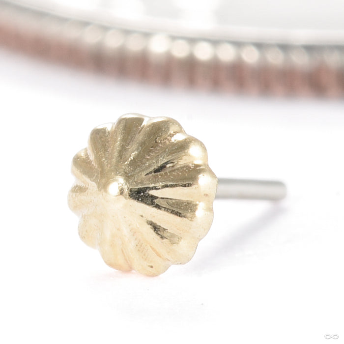 Rivers Kiss Press-fit End in Gold from Regalia in yellow gold tiny