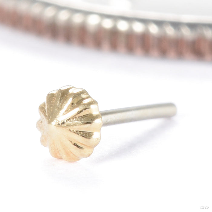 Rivers Kiss Press-fit End in Gold from Regalia in yellow gold tiny tiny