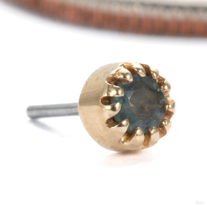 Scalloped Press-fit End in 14k Yellow Gold with Alexandrite Small from Tawapa