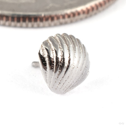 Shell Press-fit End in 14k White Gold from Tawapa