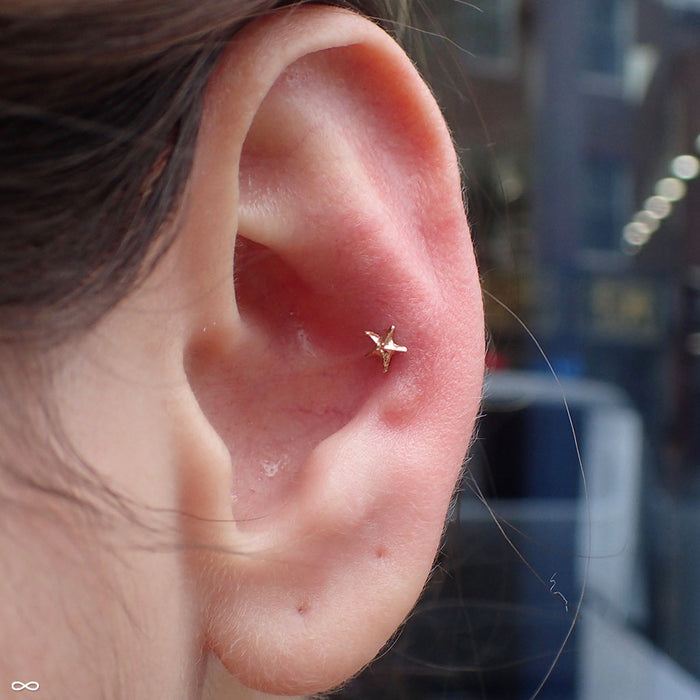 Conch piercing with Starfish Press-fit End in Gold from Anatometal