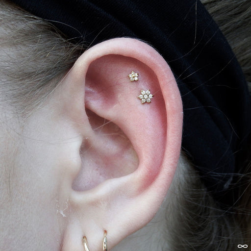 Outer helix piercing (top) with 5 Stone Flower Press-fit End in Gold from LeRoi in Clear CZ