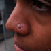 Nostril piercing with Bindi Press-fit End in Gold from LeRoi in Black Opal
