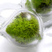 Dayak Terrarium Weights from Uzu Organics moss detail