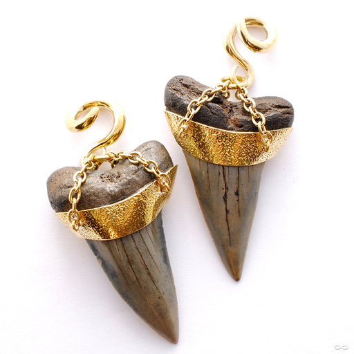 Megalodon Teeth from Diablo Organics