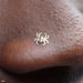 Nostril Piercing with Spider Press-fit End in Yellow Gold from LeRoi