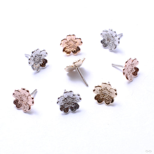 Simple Daisy Press-fit End in Gold from BVLA in assorted materials