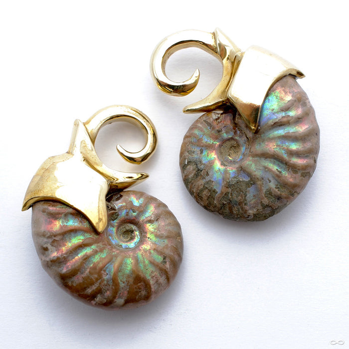 Mini Ammonite Weights from Quetzalli