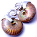 Ammonite Weights set in White Brass from Quetzalli