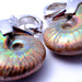 Ammonite Weights set in White Brass from Quetzalli