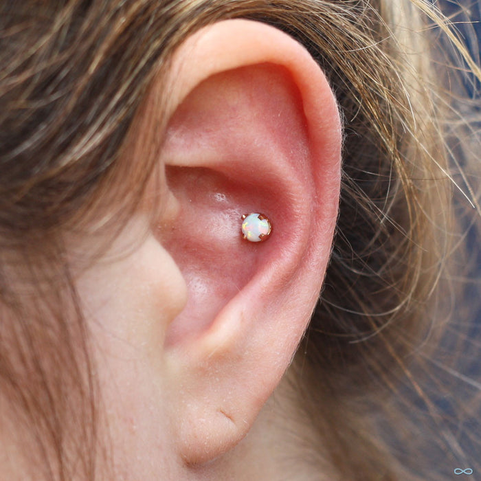 Conch piercing with Prong-set Opal Press-fit End in Gold from LeRoi in 4mm white opal