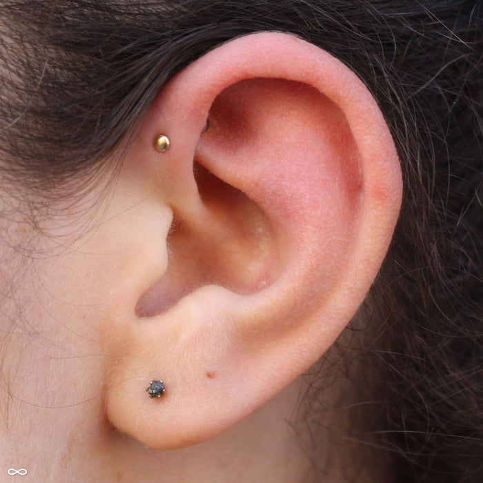 Forward helix piercing with Dome Press-fit End in Gold from LeRoi in 2.5mm 14k Yellow Gold