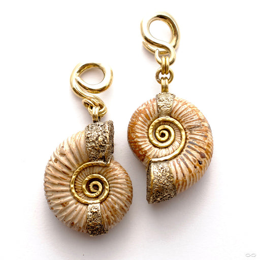 Madagascar Ammonites from Diablo Organics